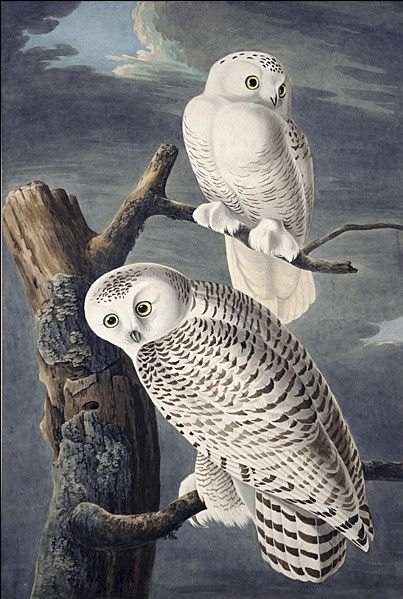 John James Audubon Snowy Owl